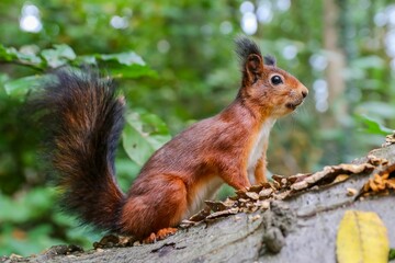 Naklejka na ściany i meble Close-up of an adorable red squirrel standing on a wooden log, alertly looking forward