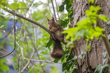 a squirrel on a tree branch is holding onto the leaves
