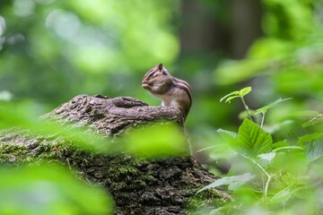 Small, fluffy squirrel perched atop a mossy tree stump, looking ahead