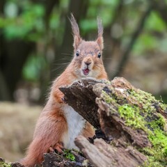 European red squirrel (Sciurus vulgaris ognevi) standing with its mouth open