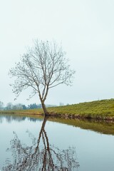 Solitary tree reflected in a still body of water, creating a peaceful atmosphere