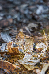 Birch tree bark on a forest floor