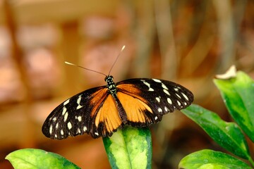 Closeup of a Tithorea butterfly on a green leaf in a field with a blurry background
