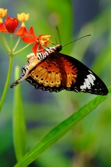 Closeup of a cethosia biblis butterfly on a green leaf in a field with a blurry background