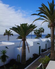 Fototapeta na wymiar Vertical of green palm trees and white cabins in Puerto Del Carmen, Lanzarote