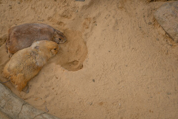 sand marmot stay at stone and take bath with sand. The photo is suitable to use for nature animal background, zoo poster.