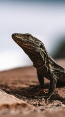 Small reptile perched on top of a rocky outcrop, looking out into the horizon