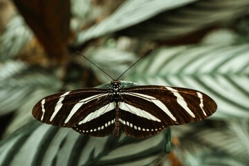 Closeup of a zebra longwing butterfly on a green leaf in a garden with a blurry background
