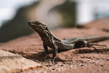 Fototapeta premium Closeup of an ameiva crawling on a rock with a blurry background