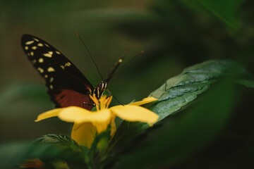 Obraz premium Closeup of a tithorea butterfly on a yellow flower in a garden