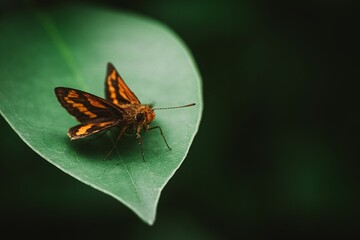 Close-up shot of Ocybadistes flavovittatus, the common dart on a green leaf.