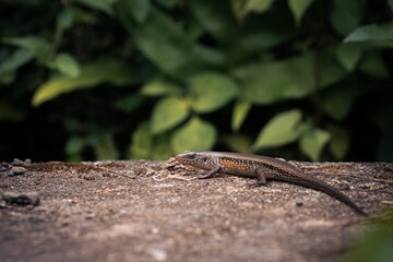 Close-up shot of a lizard against a background of lush green foliage. Eutropis macularia.