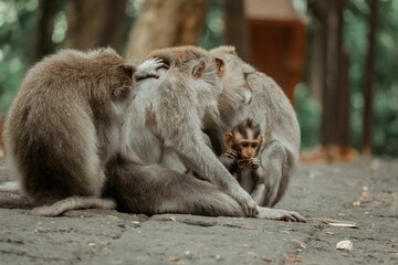 Family of crab-eating macaques in Ubud Monkey Forest, Bali.