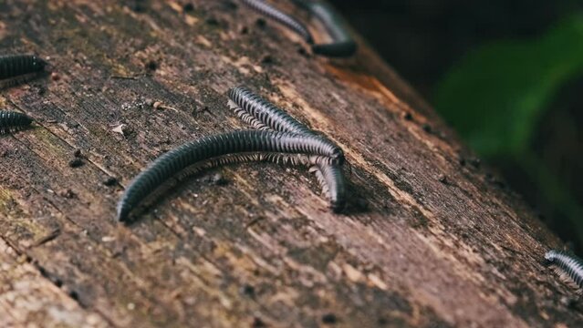 Millipedes crawl over an old rotten log and mate in the forest close-up. Many centipedes on a log crawl. Wildlife ecology, rainforest ground, sunlight. Ukraine, Europe.
