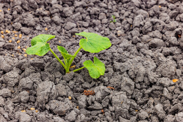 A green plant in a field survives only through irrigation in the dry soil