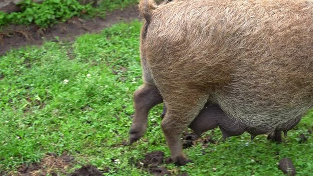 pig that poops and waves its tail while walking around the paddock
