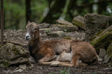 Female of rock goat resting comfortably in a peaceful mountain landscape in Germany