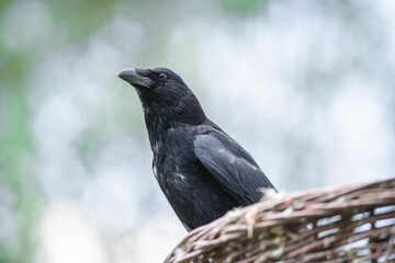 Portrait of a black raven in the wood in Germany