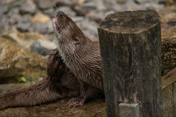 Otter relaxing near the pond water in Germany