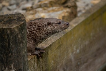 Otter relaxing near the pond water in Germany