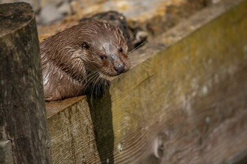 Portrait of an otter basking on the wooden dock.