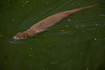 Obraz premium Close-up of an otter floating in tranquil water, its head above the surface, facing the camera.