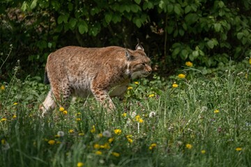 Eurasian lynx is walking through a lush green meadow.