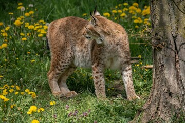 Eurasian lynx standing near a tree surrounded by yellow flowers.
