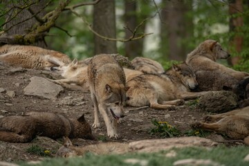 Obraz premium Pack of grey wolves resting in the woods.