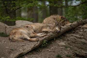 Two grey wolves resting in the woods.