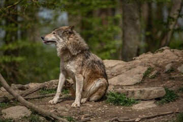 Gray wolf sitting on a rugged rocky surface in a dense forest.