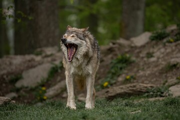 Grey wolf standing in a green meadow yawning.