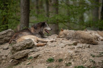 Pack of grey wolves resting in the woods.