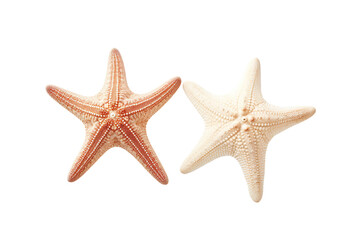 Fototapeta na wymiar Two different white starfish isolated white background PNG