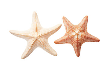 Two different white starfish isolated white background PNG