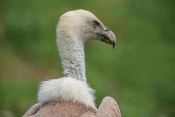 Of a vulture bird perched on the background of green foliage