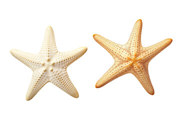Fototapeta na wymiar Two different white starfish isolated white background PNG