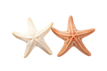 Two different white starfish isolated white background PNG