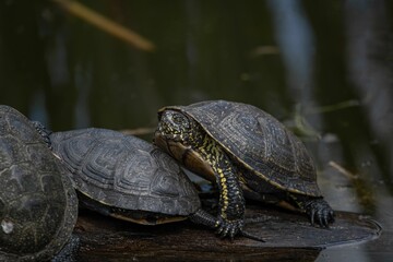 turtles on a log in the water next to each other