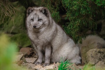 Fototapeta premium a grey fox sitting on a rock by some green plants
