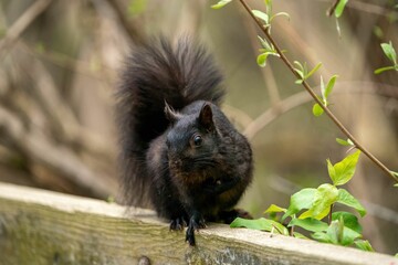 Black squirrel perching on wood