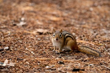 Squirrel perching on ground
