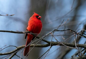 Red Cardinal perching on tree branch