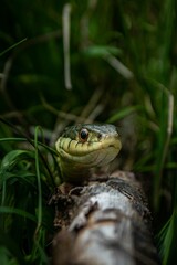 Close-up shot of an Eastern garter snake coiled up on a log in a grassy outdoor setting