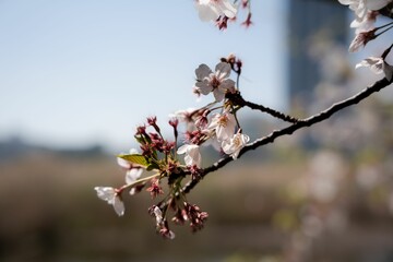 blossoms on a branch with large skyscrapers in the background
