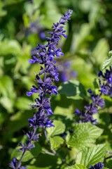 Closeup of blue Lavender flowers growing in the garden