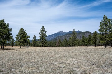Lush field with trees against a backdrop of majestic mountains, Flagstaff, Arizona © Hector Melendez/Wirestock Creators