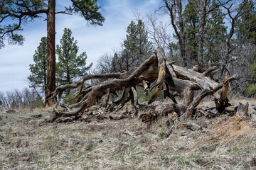 Branches in a field of dead grass, and trees in the background, Flagstaff, Arizona
