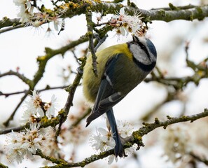 Eurasian blue tit bird perched atop the branches of a blossoming cherry tree