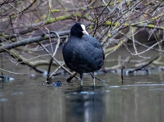 Delightful little Eurasian coot bird stands in shallow water